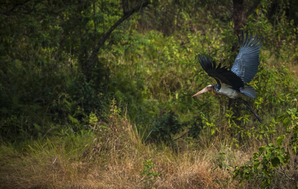 Hotel Siddhartha Wildlife Retreat Meghauli Esterno foto